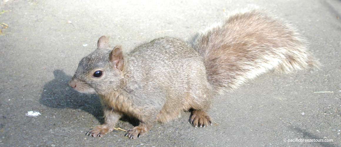 Beacon Hill Park tour squirrel