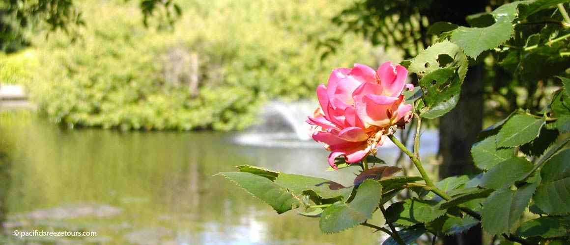 Victoria BC Beacon Hill Park roses tour