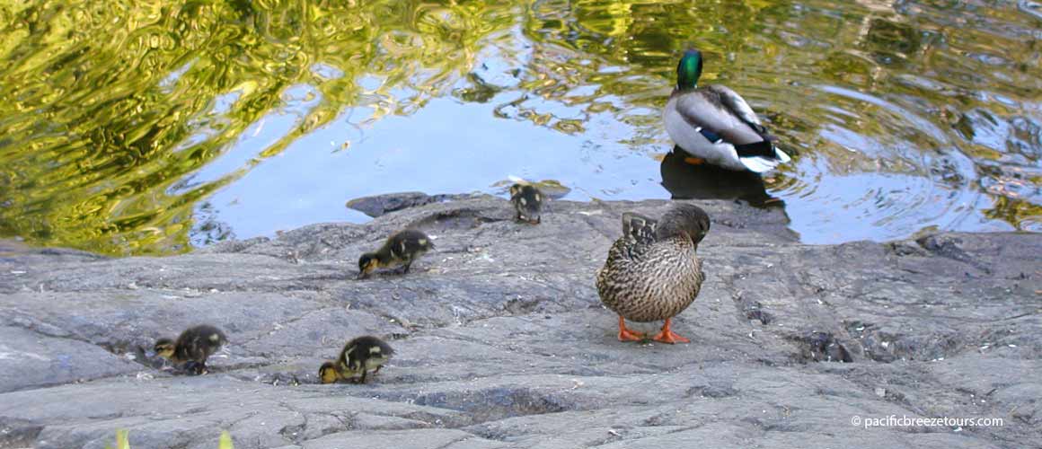 Victoria walking excursions wildlife