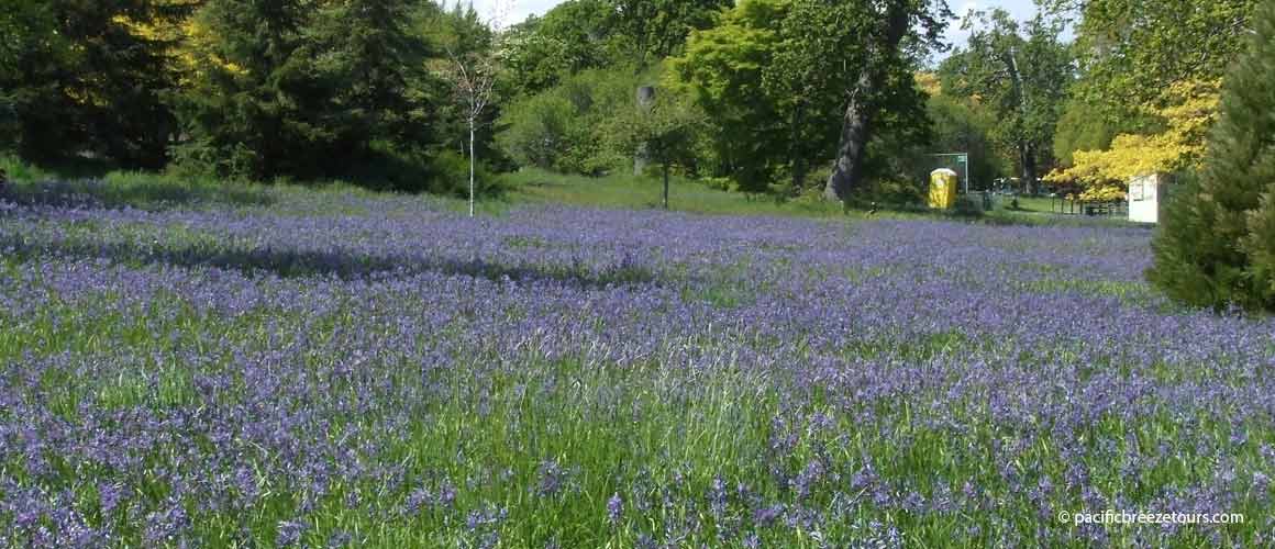 Victoria camis fields walking tours