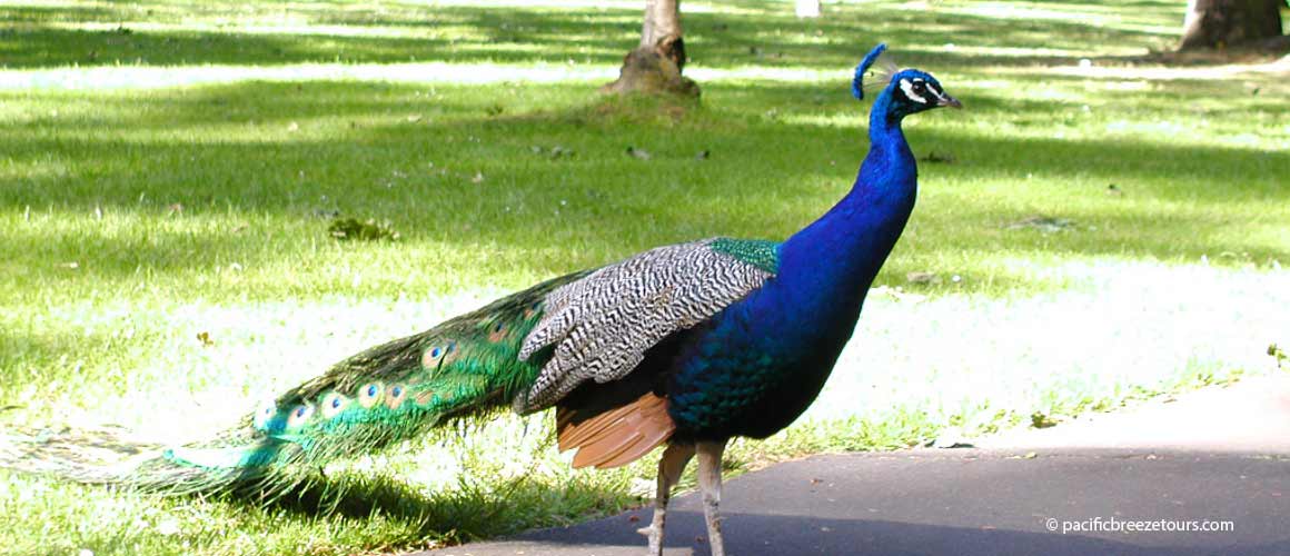 Beacon Hill Park shore excursion peacock