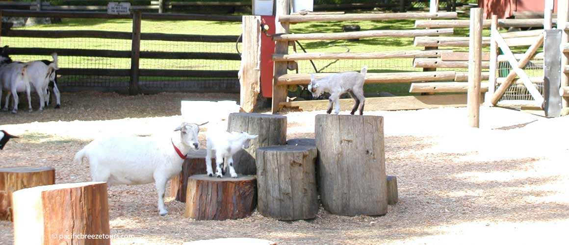 Beacon Hill Park petting zoo tour Victoria