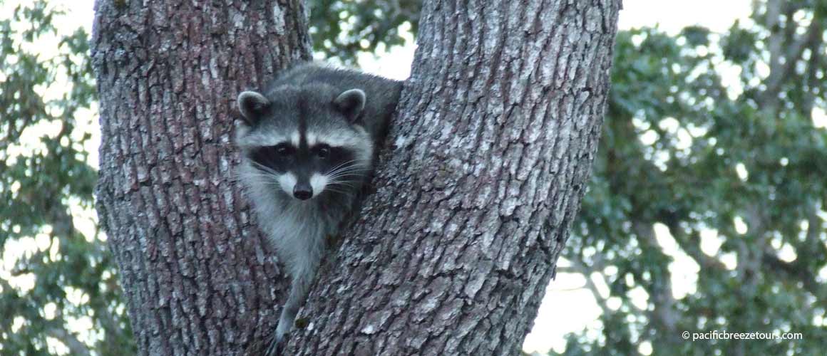 Victoria BC wildlife tour racoon