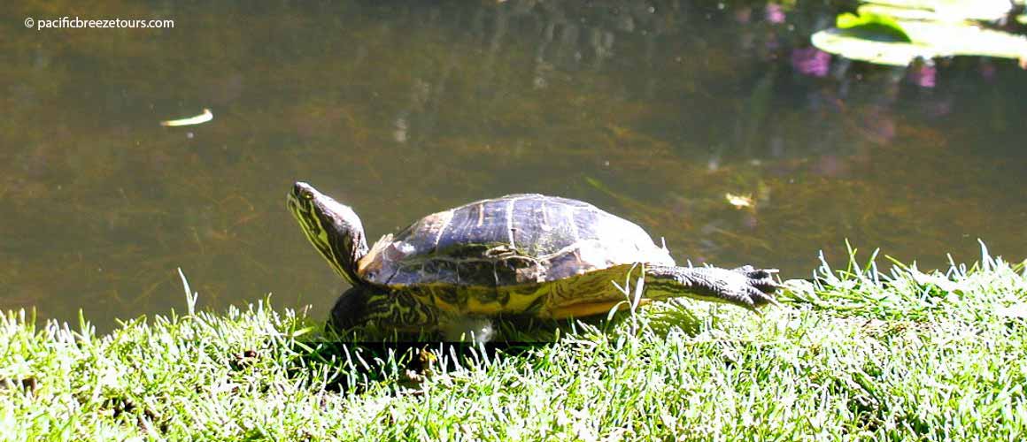 Beacon Hill Park sightseeing tour turtle Victoria