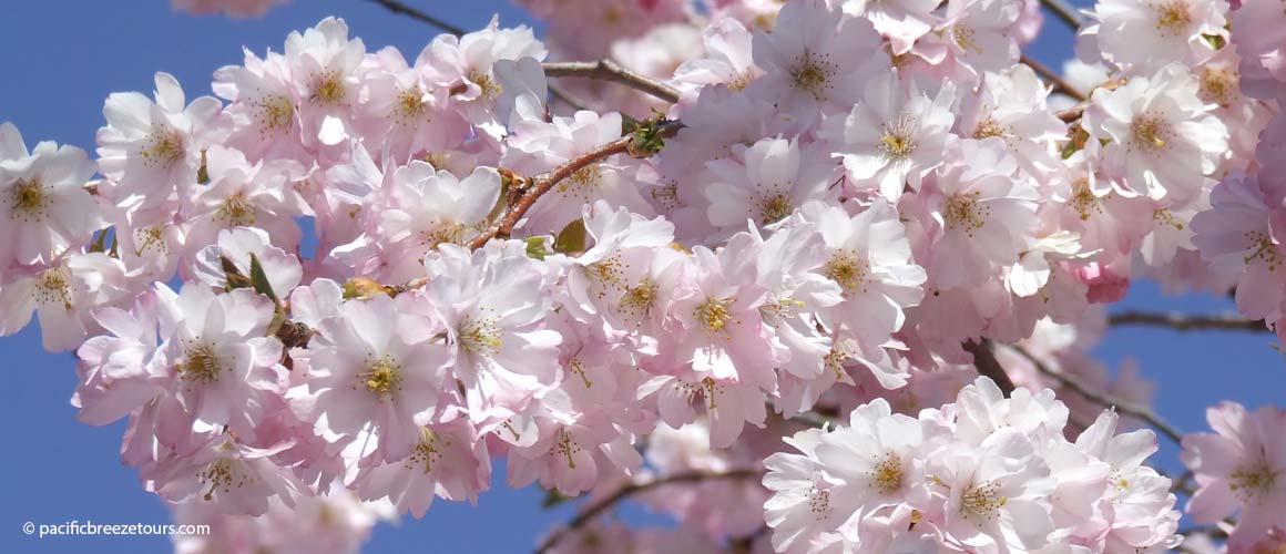 Victoria BC blossoms tour