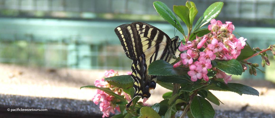 Victoria butterfly tours.