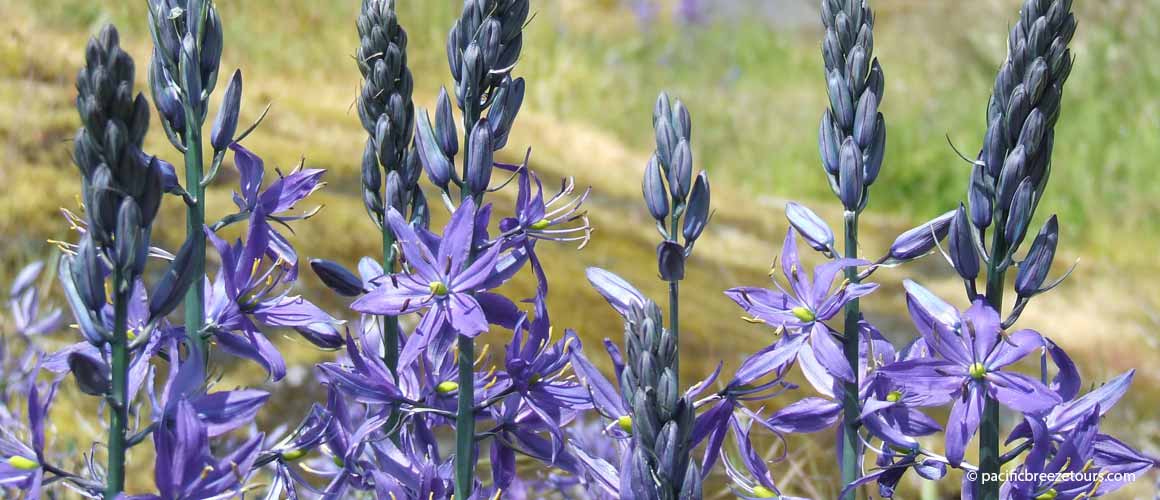 Victoria BC native plant tour
