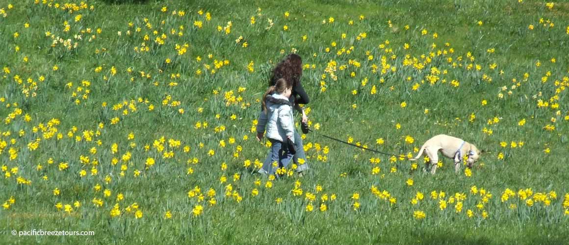 Victoria BC Dafdodil Tour