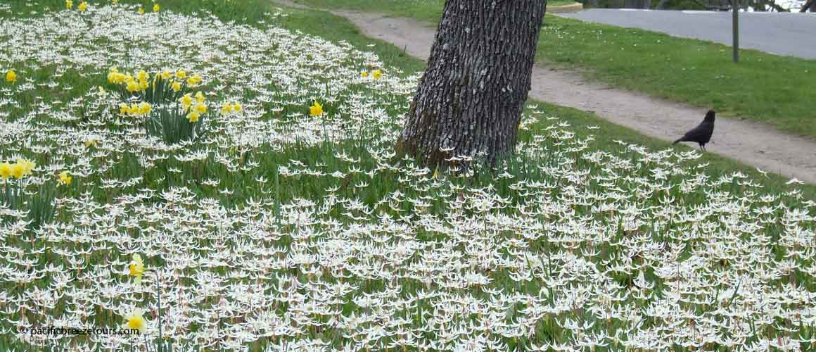 Victoria BC native flower tour