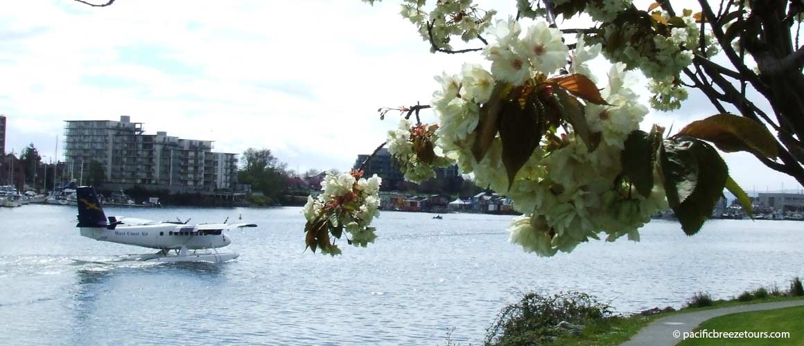 Victoria BC inner harbour blossoms