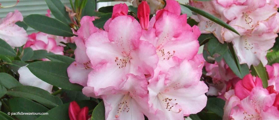 Victoria BC Rhododendron Tour