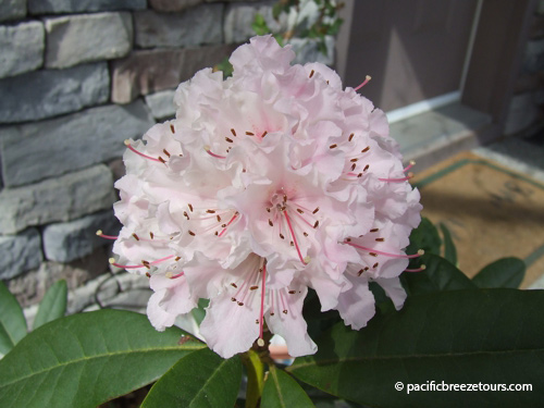 Pacific Breeze Tours Flowers of Victoria Testimonials