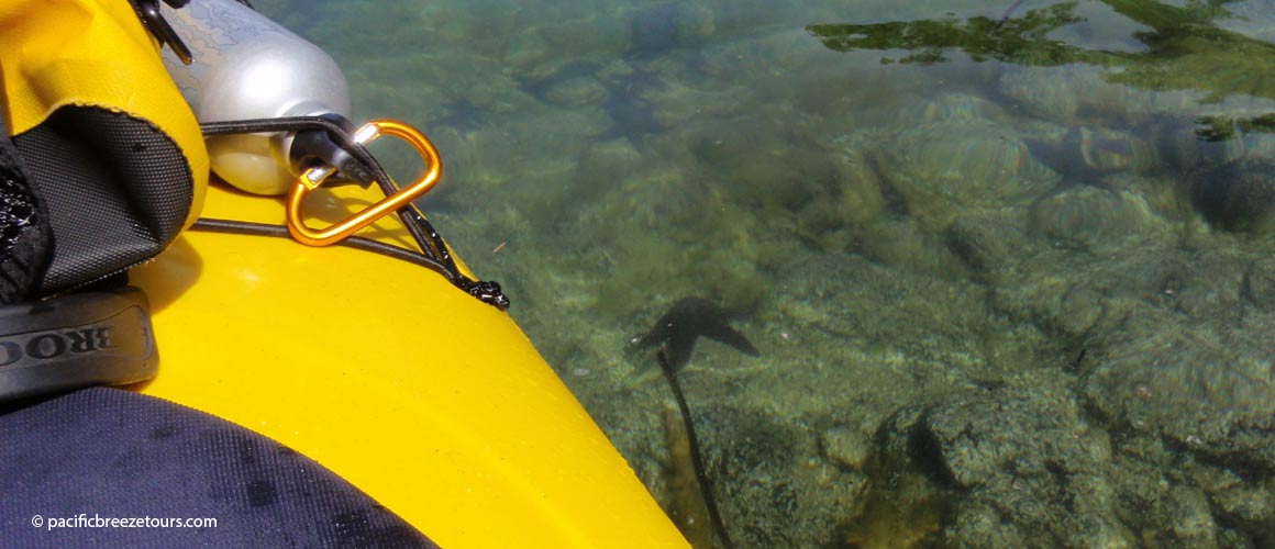 Victoria BC kayak excursion