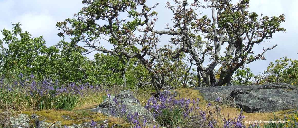 Victoria BC natural environment hiking tours
