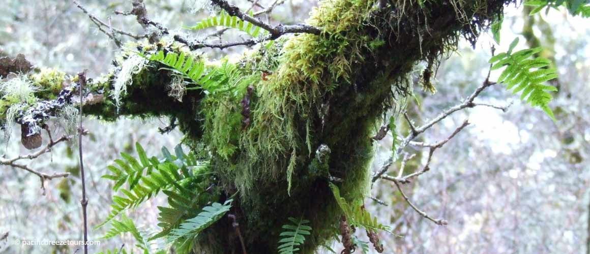 Victoria BC rainforest excursions