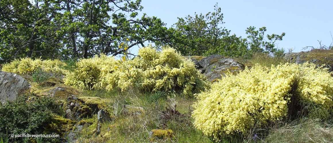 Victoria BC local flora and fauna