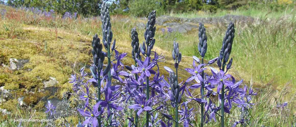 Victoria BC native plants tours