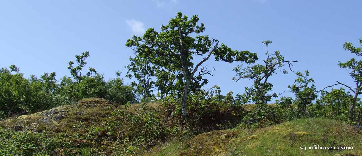 Victoria BC old growth forests