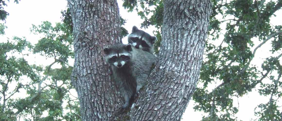 victoria nature hikes racoons