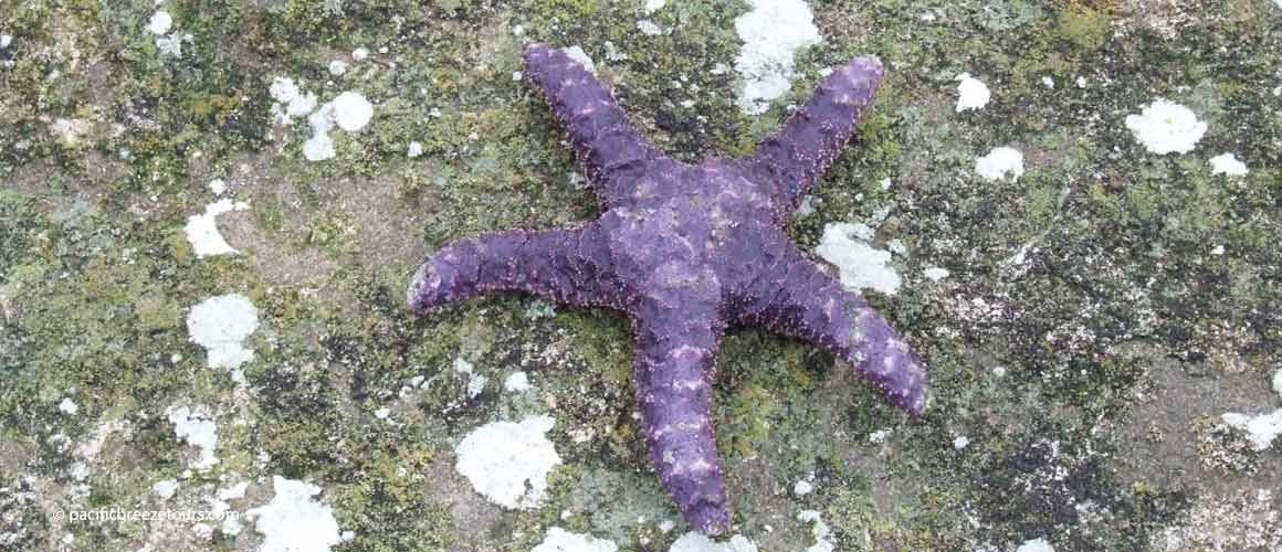 Victoria BC sealife tour