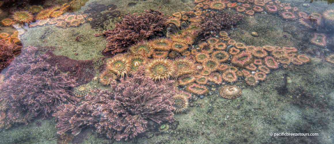 Victoira marine biology adventures