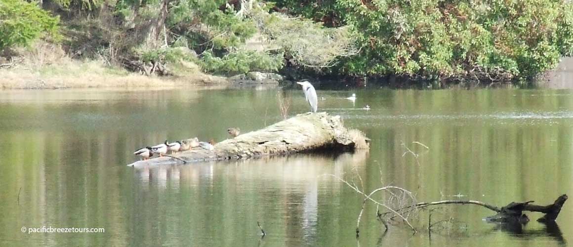 Victoria BC Witty's Lagoon Tour